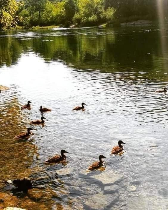 Flora&Fauna Bihać Esterno foto
